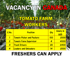 Tomato Picker Jobs in Canada for Foreigners 2023 - Apply Online